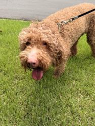 Found/Stray Unknown Dog last seen Queen anne road, Charlotte, NC 28217