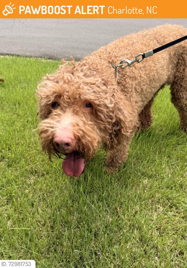 Found/Stray Unknown Dog last seen Queen anne road, Charlotte, NC 28217