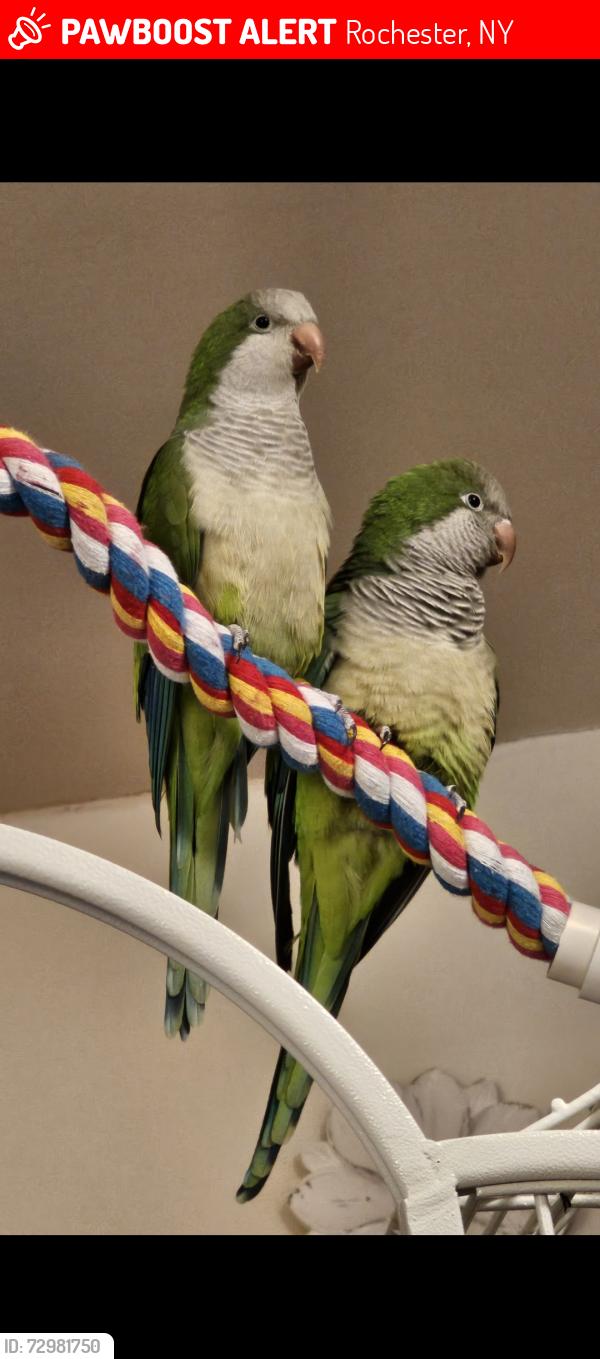 Lost Unknown Bird last seen Rellim and Howard, Rochester, NY 14606