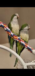 Lost Unknown Bird last seen Rellim and Howard, Rochester, NY 14606