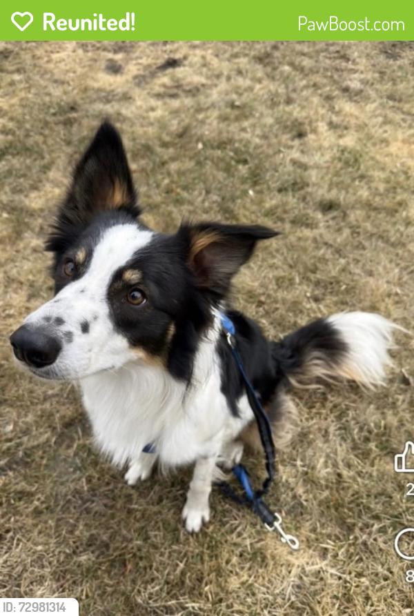Reunited Male Dog last seen Baylor ave & Dalhousie dr , Winnipeg, MB R3T