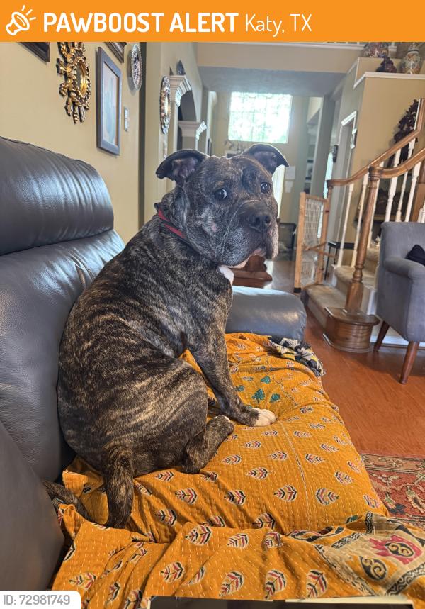 Found/Stray Male Dog last seen George Bush Park, Katy, TX 77493