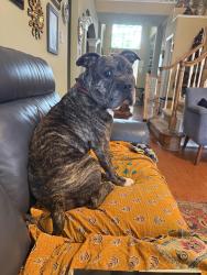 Found/Stray Male Dog last seen George Bush Park, Katy, TX 77493