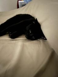 Lost Male Cat last seen S chester & Ming ave. Bakersfield ca 93304, Bakersfield, CA 93304