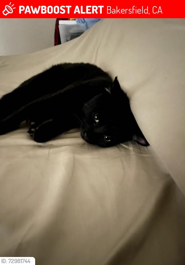 Lost Male Cat last seen S chester & Ming ave. Bakersfield ca 93304, Bakersfield, CA 93304