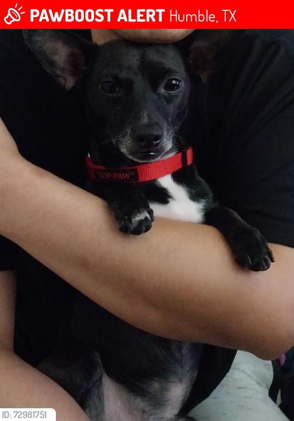 Lost Male Dog last seen Blue Cedar humble Tx 77338, Humble, TX 77338