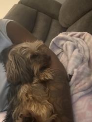 Lost Male Dog last seen Sharon Dr, Newport News, VA 23602