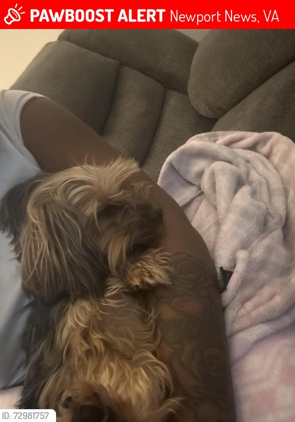 Lost Male Dog last seen Sharon Dr, Newport News, VA 23602