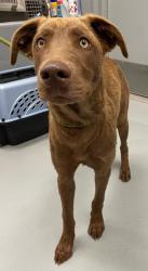Shelter Stray Male Dog last seen Midwest City, 8485 E Reno Ave, Midwest City, OK 73110, USA