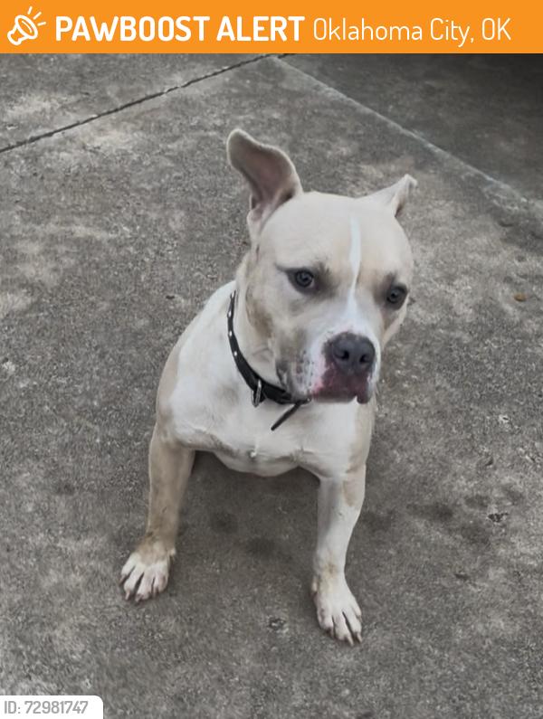 Found/Stray Male Dog last seen Sooner & 134th, Oklahoma City, OK 73165