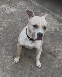 Found/Stray Male Dog last seen Sooner & 134th, Oklahoma City, OK 73165