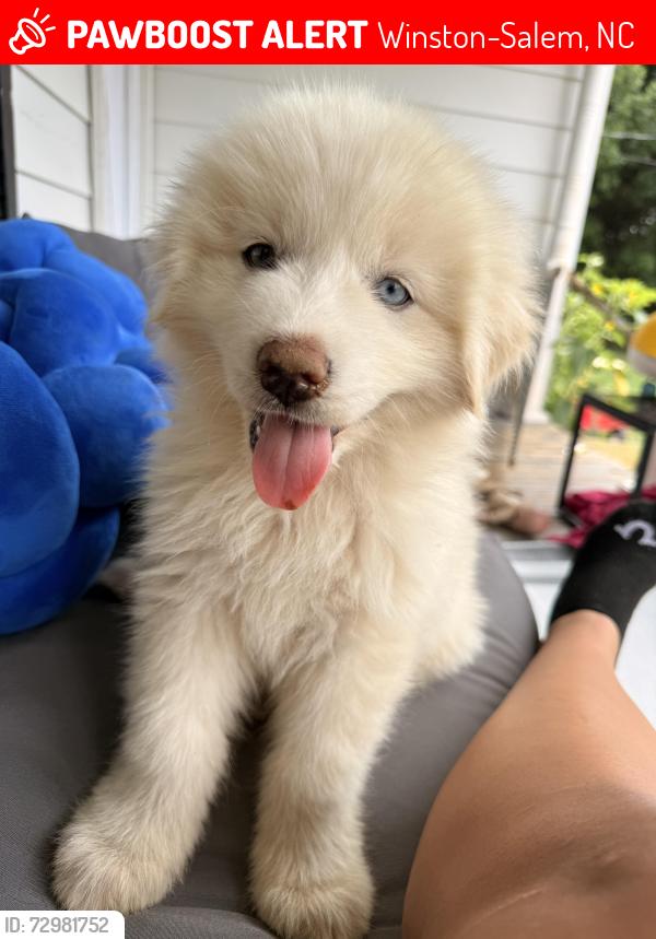 Lost Female Dog last seen Near Harmony st , Winston-Salem, NC 27105