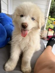 Lost Female Dog last seen Near Harmony st , Winston-Salem, NC 27105