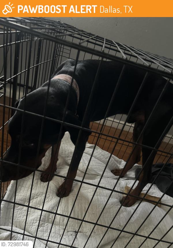 Found/Stray Male Dog last seen Na , Dallas, TX 75243