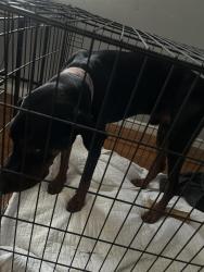 Found/Stray Male Dog last seen Na , Dallas, TX 75243