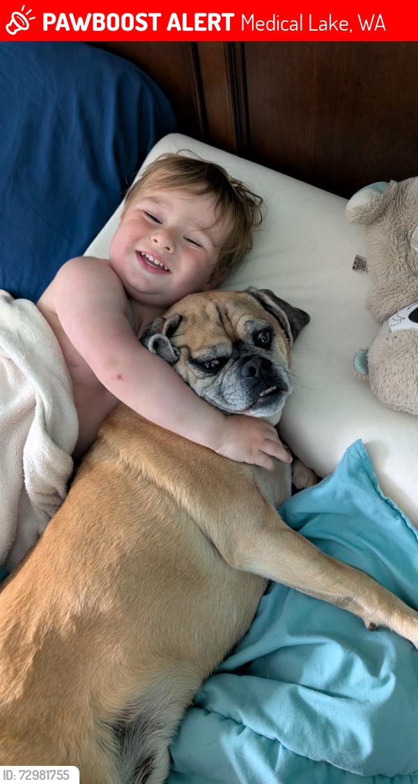 Lost Male Dog last seen Sunset Highway , Medical Lake, WA 99022