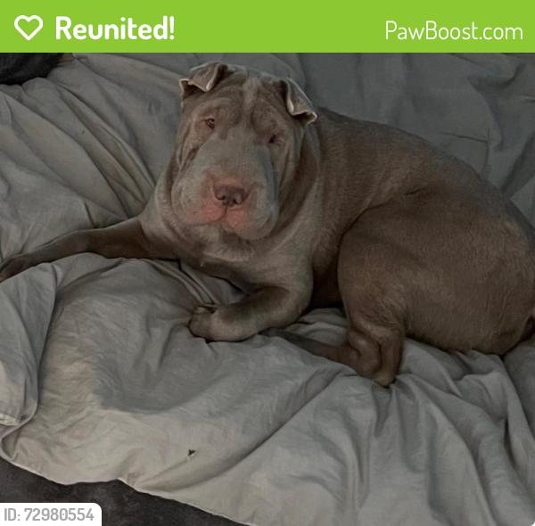 Reunited Female Dog last seen Imperial Hwy. & Grovedale Dr, East Whittier, CA 90604, USA, East Whittier, CA 90604