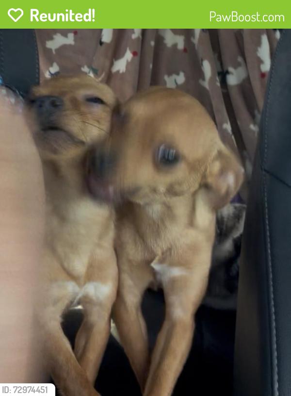 Reunited Male Dog last seen Tyson & Penny, Perris, CA 92570