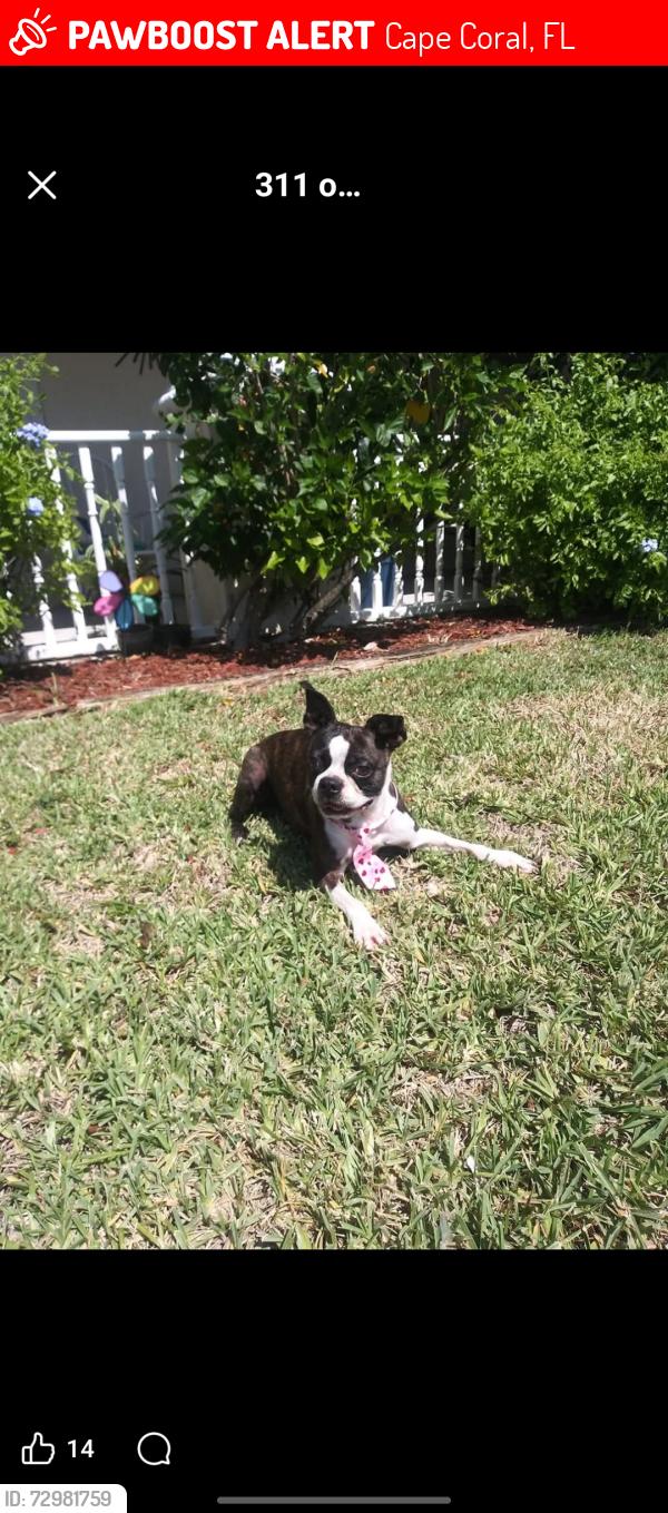 Lost Female Dog last seen 1st pl nw cape coral, Cape Coral, FL 33909