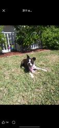 Lost Female Dog last seen 1st pl nw cape coral, Cape Coral, FL 33909