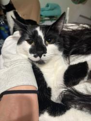 Reunited Male Cat last seen Madison and Monroe , San Diego, CA 92116