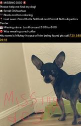 Reunited Male Dog last seen Carol butts softball , Westminster, CO 80031