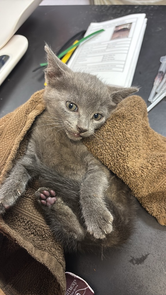 Shelter Stray Female Cat last seen Bexar County, 3353 Morningside Dr, New Braunfels, TX 78132, USA