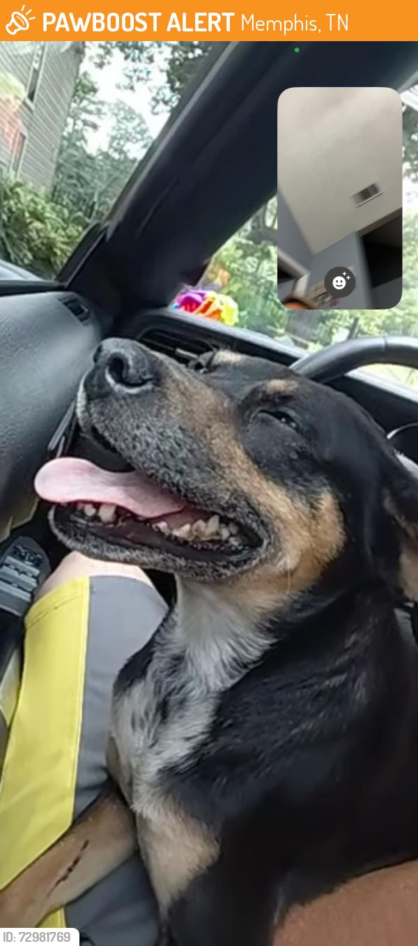 Found/Stray Female Dog last seen Highland, Memphis, TN 38103