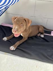 Found/Stray Female Dog last seen Street , Orlando, FL 32808