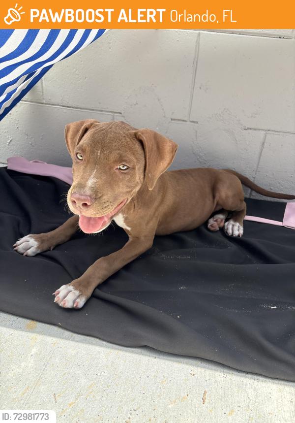 Found/Stray Female Dog last seen Street , Orlando, FL 32808