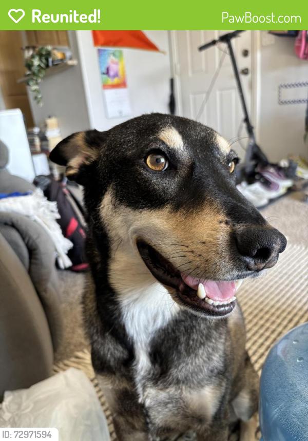 Reunited Male Dog last seen Near w Badura ave, Las Vegas, NV 89113