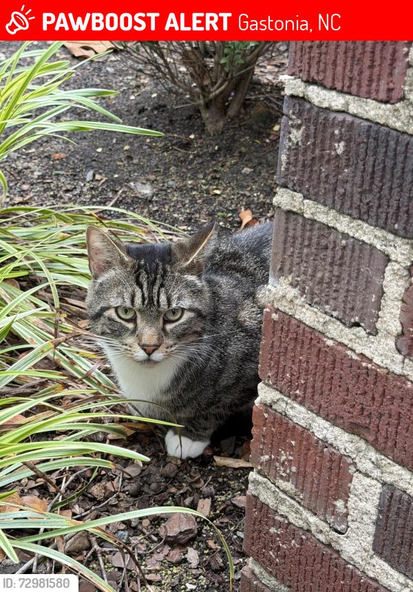 Lost Male Cat last seen Near Patrick st , Gastonia, NC 28054