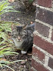 Lost Male Cat last seen Near Patrick st , Gastonia, NC 28054