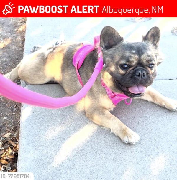 Lost Female Dog last seen Ross Ave; Eastern Ave SE, Albuquerque, NM 87108