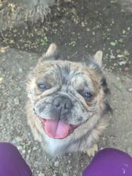 Reunited Unknown Dog last seen Near W Persimmon Ave, Rialto, CA 92377, USA, Rialto, CA 92377