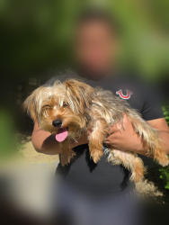 Lost Male Dog last seen Thompson Ranch & Acapulco, El Mirage, AZ 85335