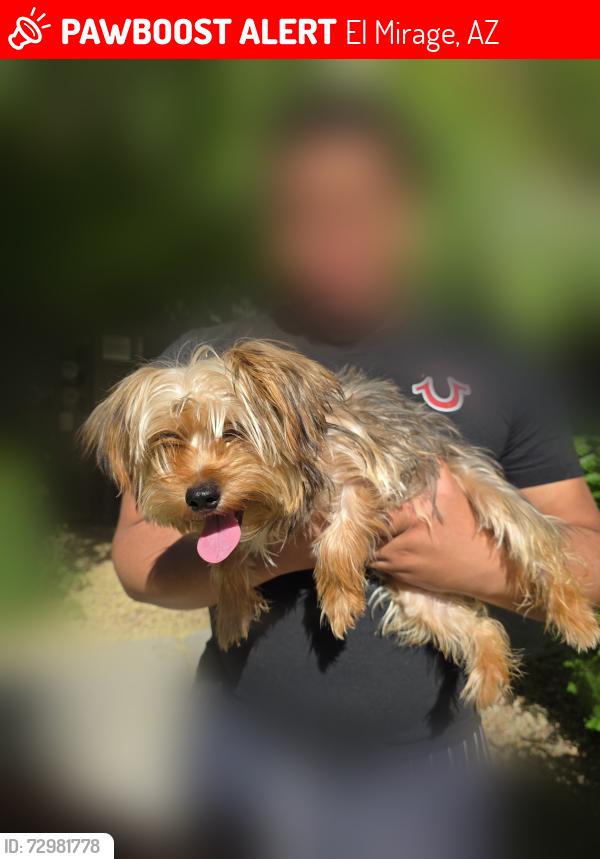 Lost Male Dog last seen Thompson Ranch & Acapulco, El Mirage, AZ 85335