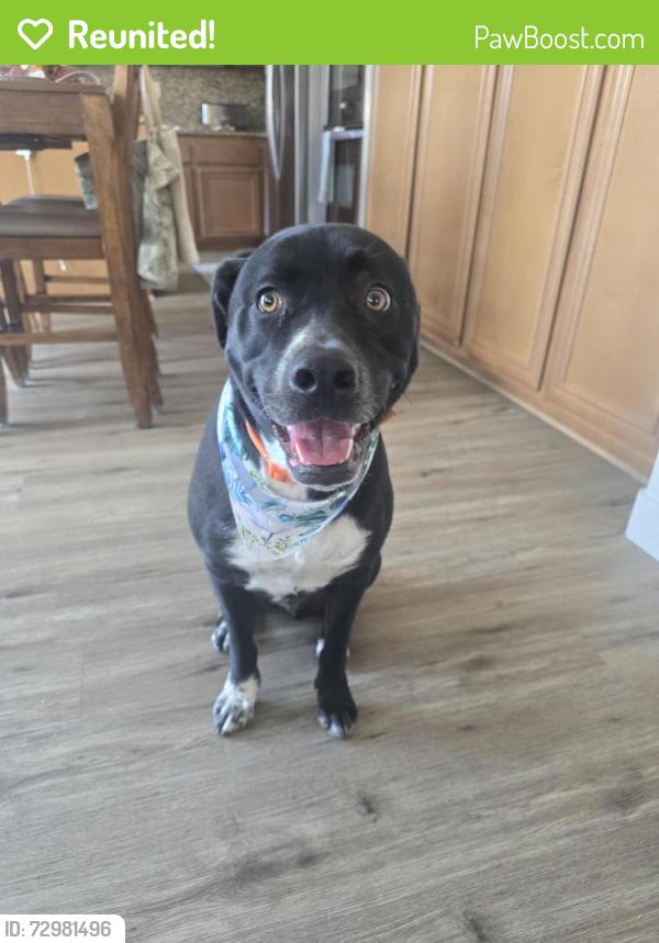 Reunited Male Dog last seen W. Heritage Lake Drive, Menifee, CA 92585