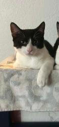 Reunited Male Cat last seen On 35th between Madison and Monroe, San Diego, CA 92116
