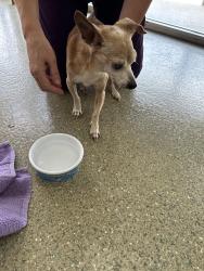 Reunited Male Dog last seen Bardin and Caliente, Arlington, TX 76017