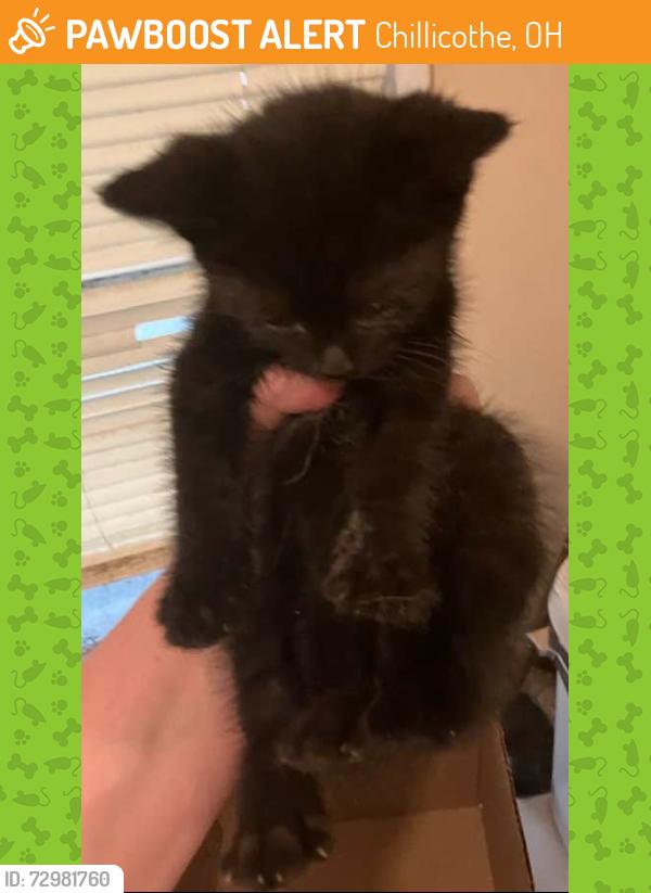 Found/Stray Male Cat last seen South Hickory and East 7th St, Chillicothe, OH 45601