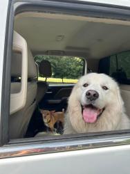 Lost Male Dog last seen Apache Dr SE and Allatoona gateway, Allatoona Gtwy, GA 30101