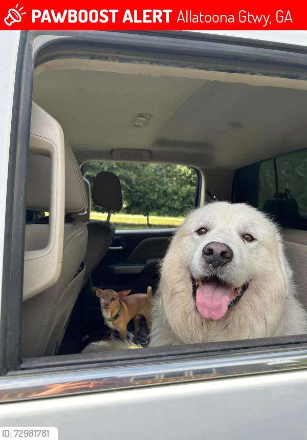 Lost Male Dog last seen Apache Dr SE and Allatoona gateway, Allatoona Gtwy, GA 30101