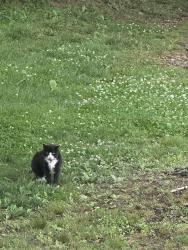Found/Stray Unknown Cat last seen Sandpiper Place off of Pensacola, Buncombe County, NC 28704
