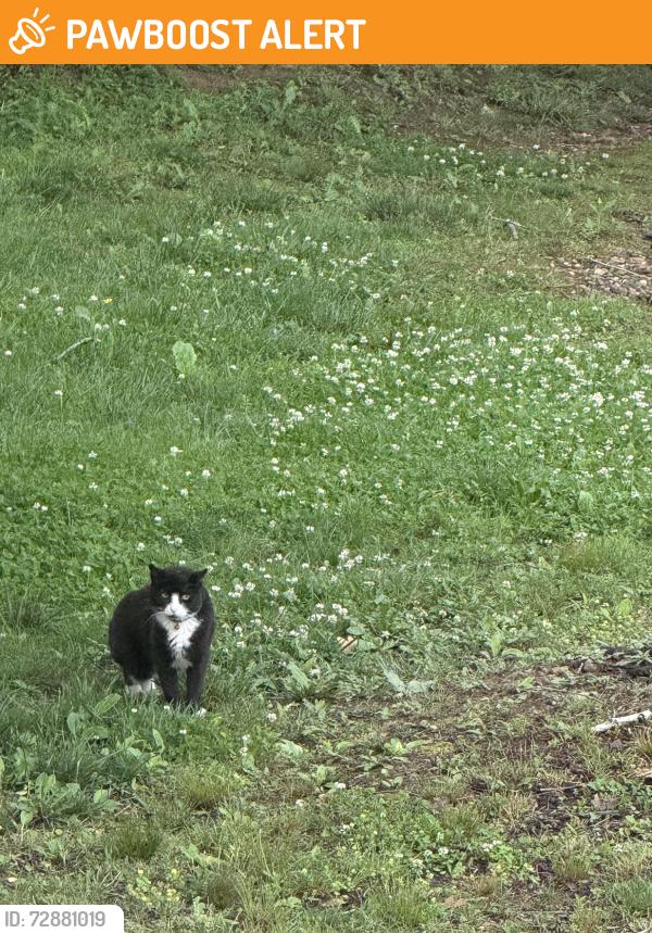Found/Stray Unknown Cat last seen Sandpiper Place off of Pensacola, Buncombe County, NC 28704