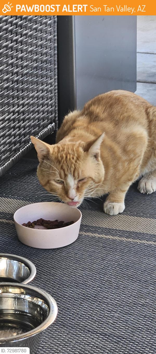 Found/Stray Unknown Cat last seen Empire and Gary, San Tan Valley, AZ 85143