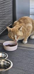 Found/Stray Unknown Cat last seen Empire and Gary, San Tan Valley, AZ 85143