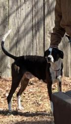 Reunited Male Dog last seen Plymouth ave s and Jefferson ave , Rochester, NY 14608