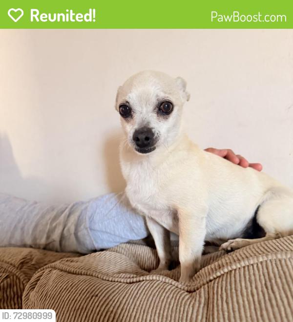 Reunited Male Dog last seen Salt lake ave and Otis , Cudahy, CA 90201