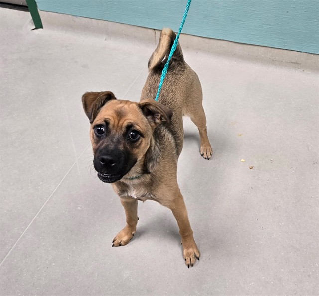 Shelter Stray Female Dog last seen Near S ROCK BLVD, RENO NV 89502, 2825 Longley Ln Suite A, Reno, NV 89502, USA